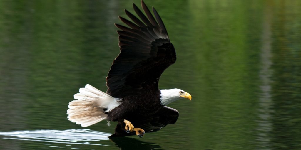 Bald Eagles Soaring After Recovery - The National Wildlife Federation Blog