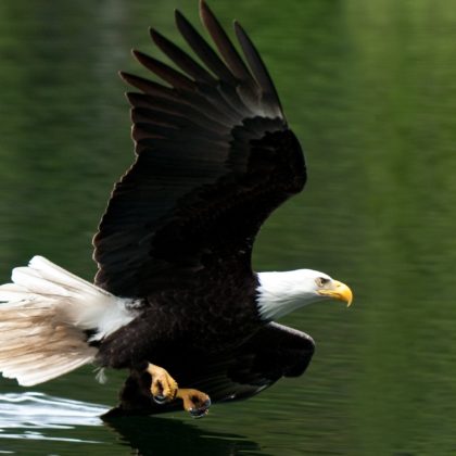 Bald Eagles Soaring After Recovery • The National Wildlife Federation ...