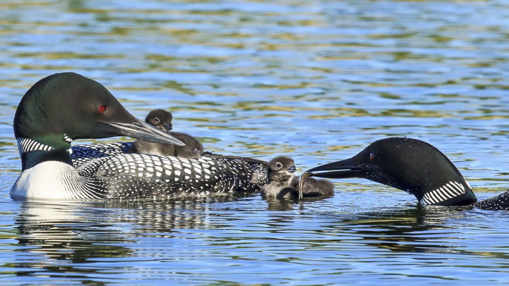 New Attack on Clean Water & Democratic Processes - The National ...