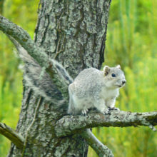 Delmarva fox squirrel