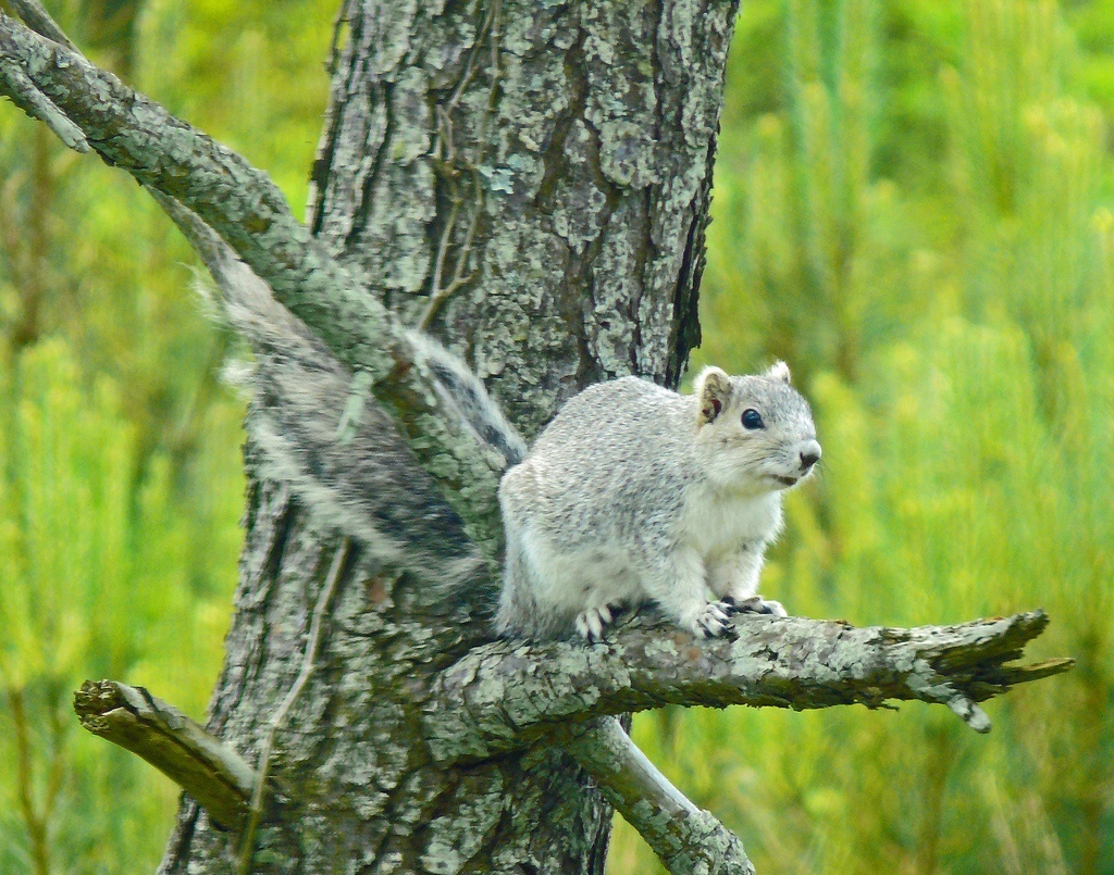 Delmarva fox squirrel