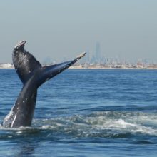 humpback whale