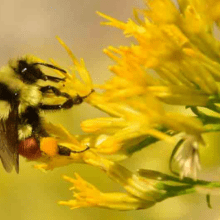 hunt's bumble bee