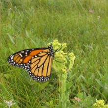 monarch on native milkweed