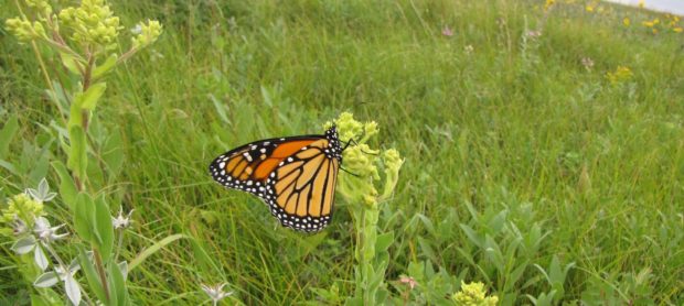 monarch on native milkweed