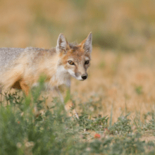 swift fox