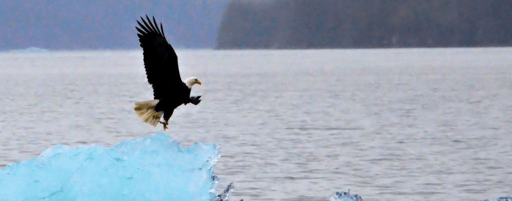 bald eagle