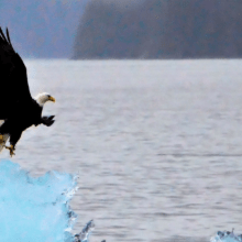 bald eagle