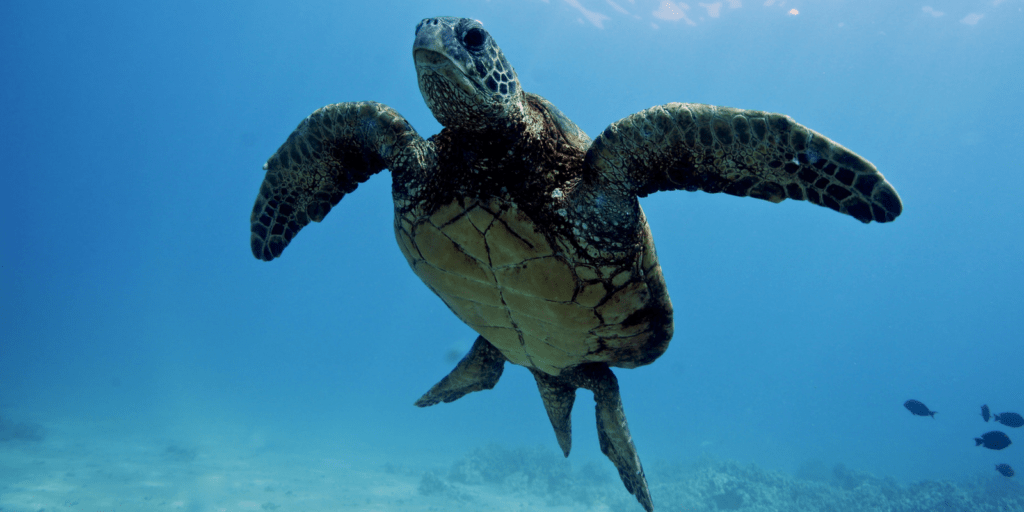sea turtle