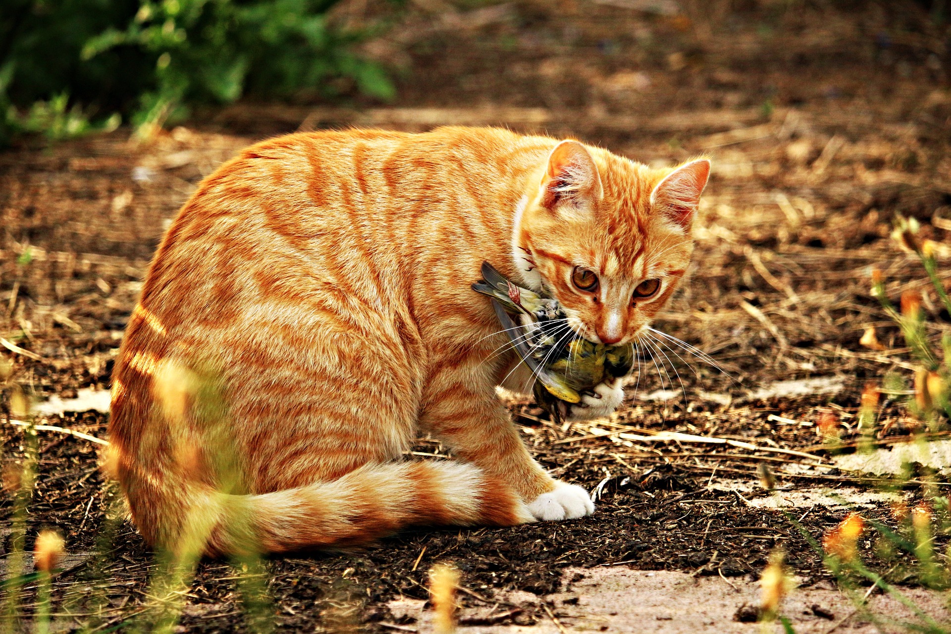 Keeping Birds Safe from Outdoor Cats - The National Wildlife Federation Blog