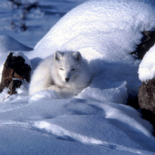 arctic fox
