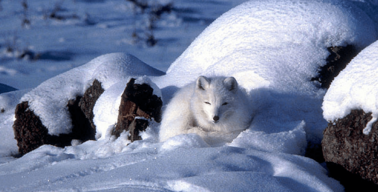 Arctic Fox. Photo Keith Morehouse/USFWS.