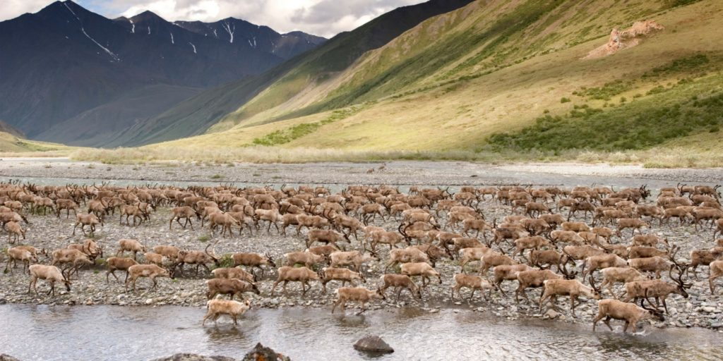 Arctic National Wildlife Refuge