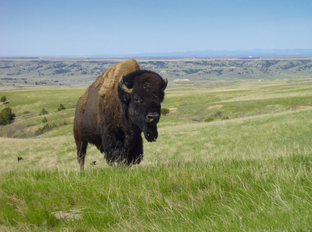 Bison photo via US National Park Service