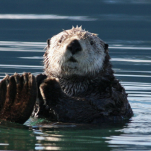 sea otter