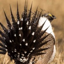 Greater sage-grouse photo by Greg Bergquist