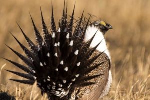 Greater sage-grouse photo by Greg Bergquist