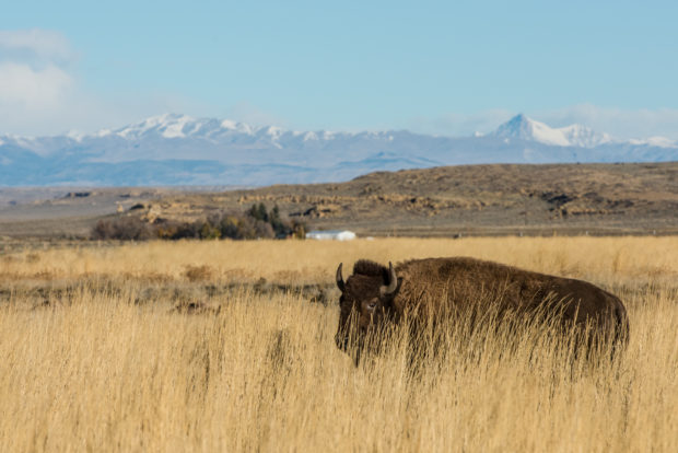Bison photo by Alexis Bonogofsky
