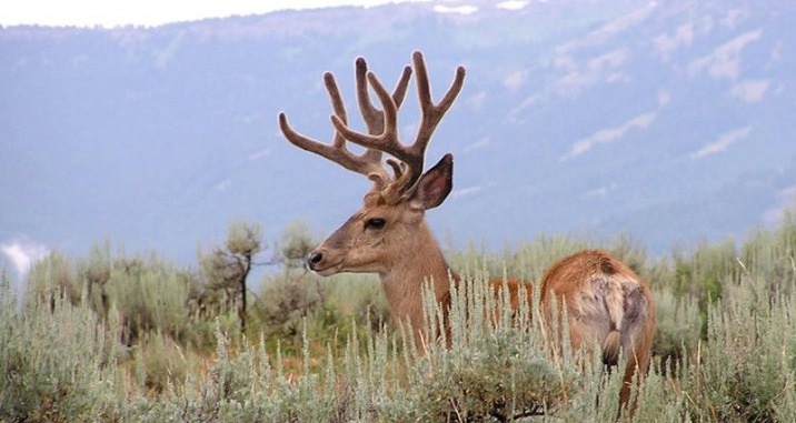Mule Deer in the sagebrush. Image credit: National Parks Service