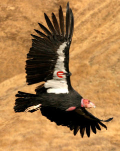 California condor photo via USFWS