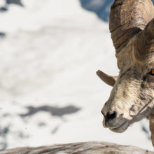 Bighorn sheep photo by Tim Rains (NPS)