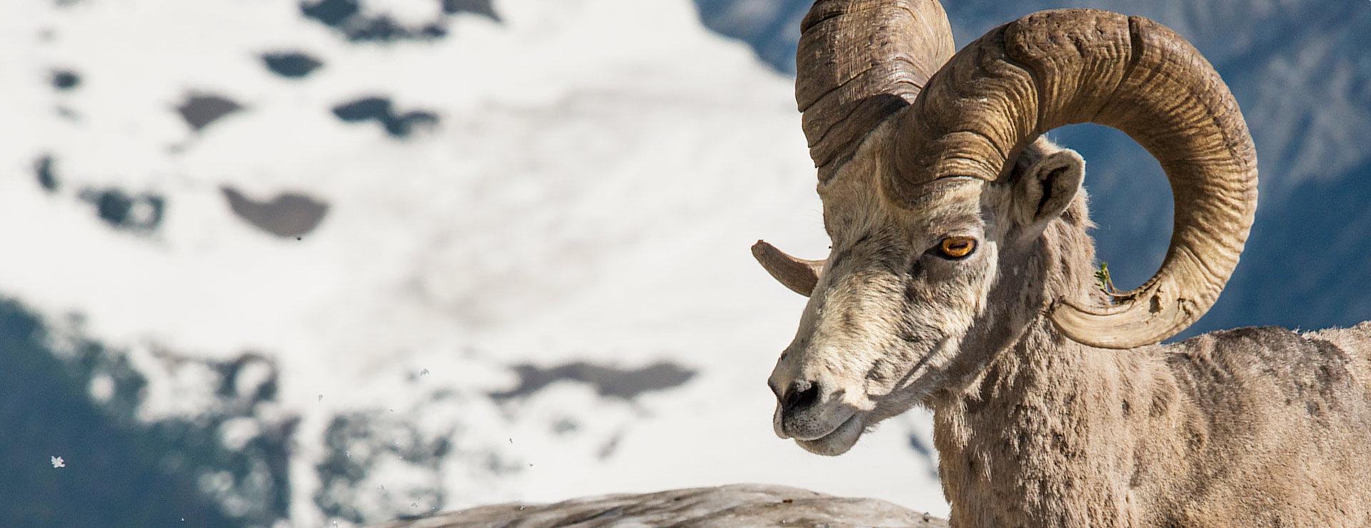 Bighorn sheep photo by Tim Rains (NPS)