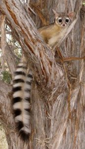 Ring-tailed cat photo via Zion National Park