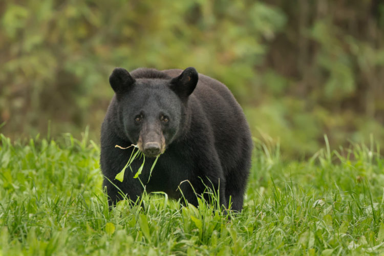 6 Wildlife Facts for World Wetlands Day - The National Wildlife ...