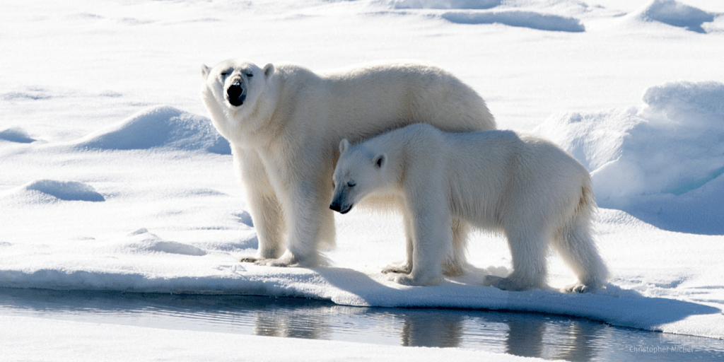 Polar bear and cub