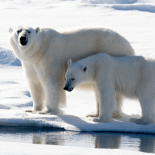 Polar bear and cub