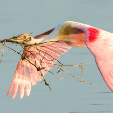 Roseate spoonbill
