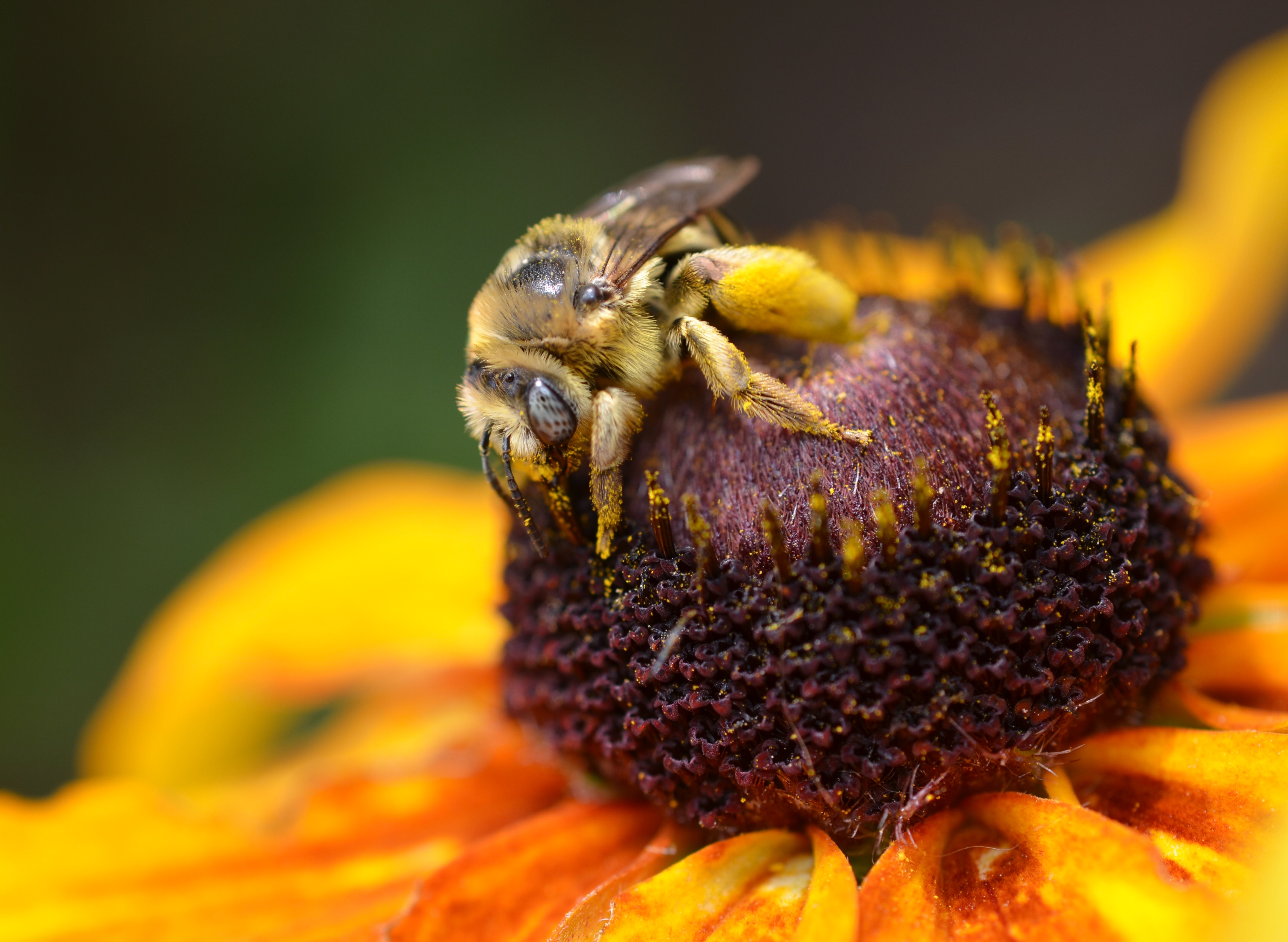 Bee on flower photo by Renee Cook