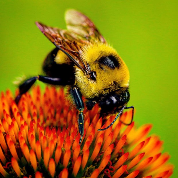 Bumblebee photo by Brian Lensch