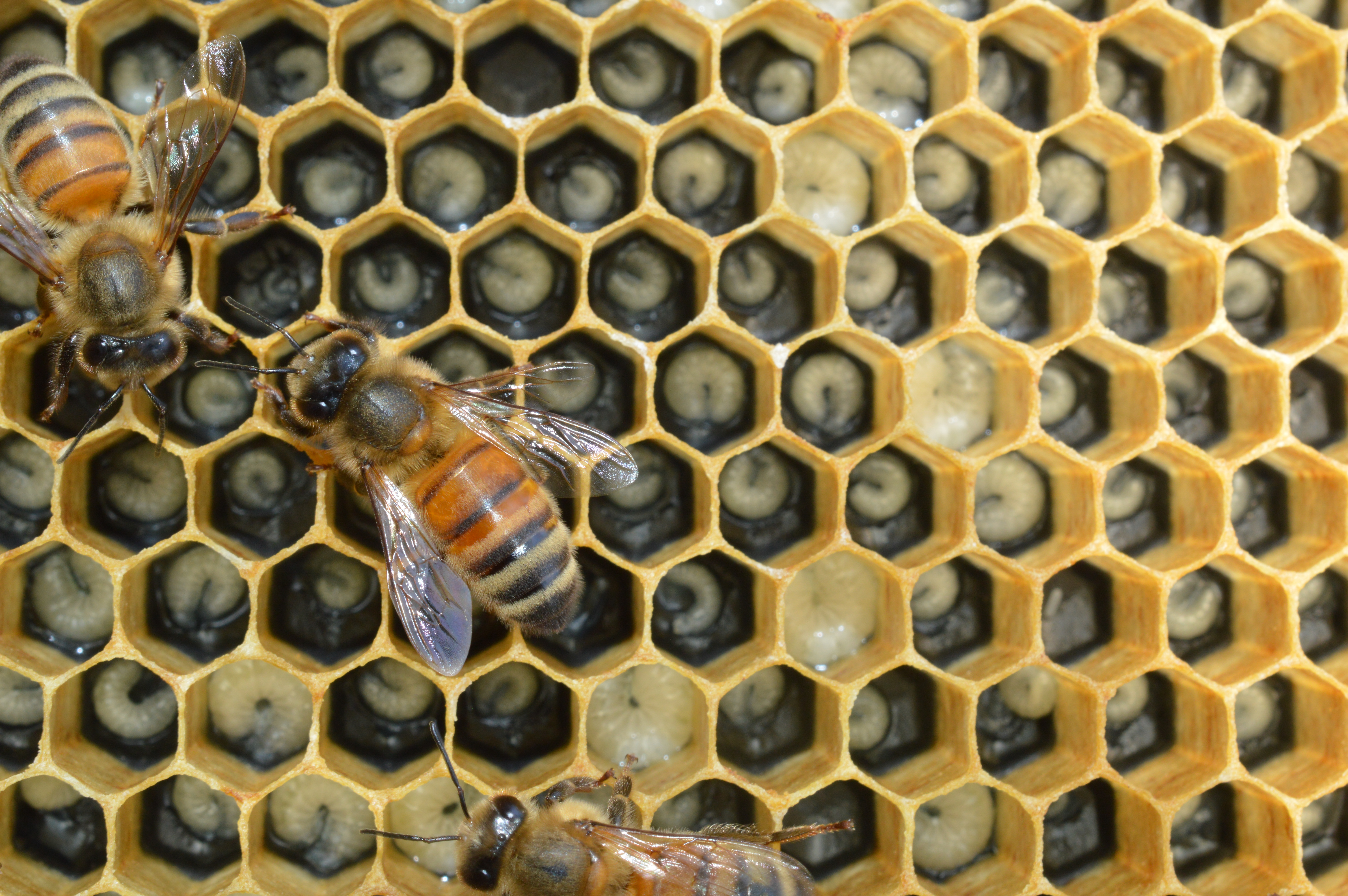 Honey bees working photo by Rachael Bonoan