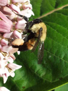 Rusty patch bumblebee photo by Martha Roberts