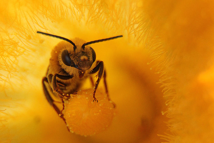 Squash bee photo by Jack Schultz