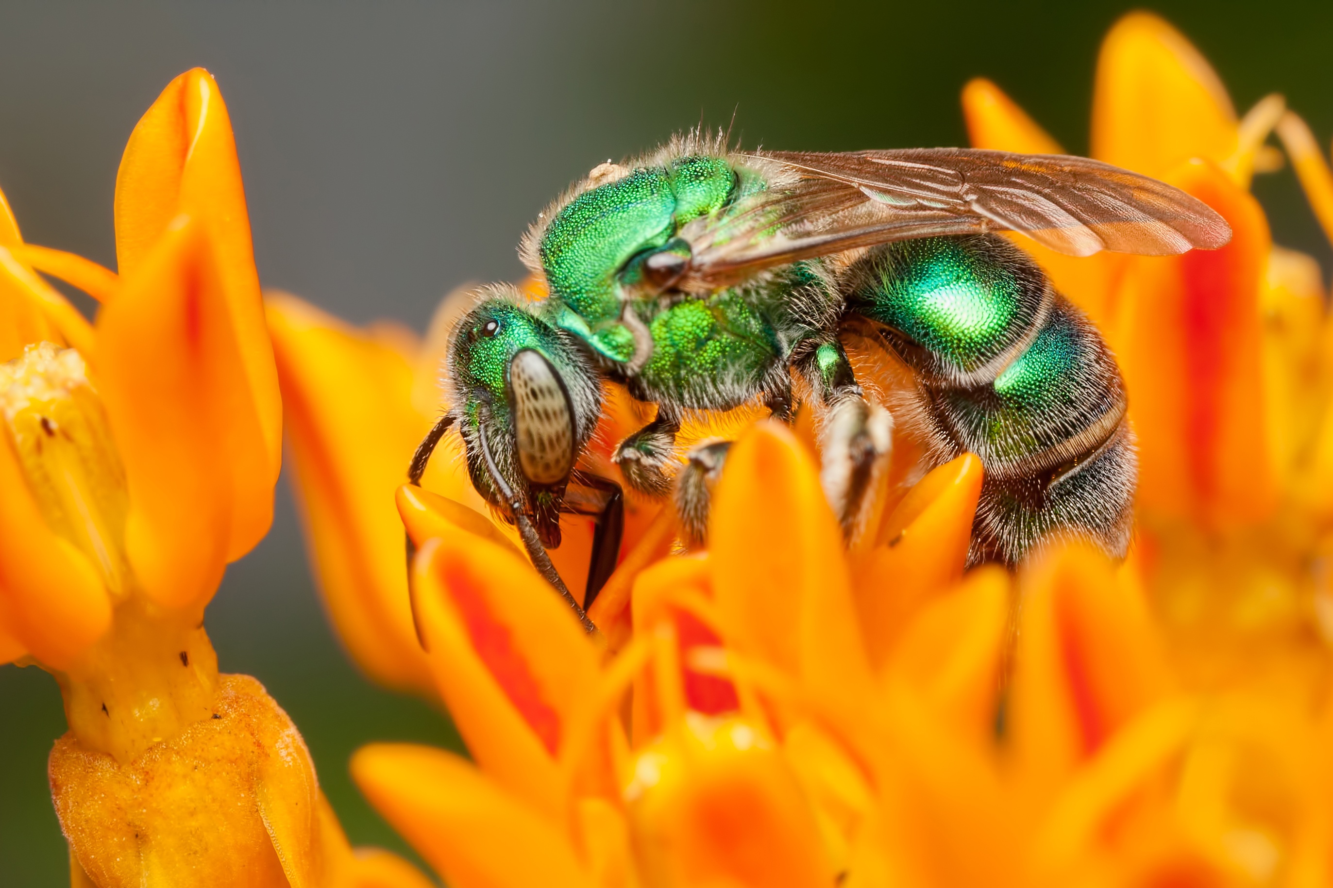 Green sweat bee photo by Mark Brinegar