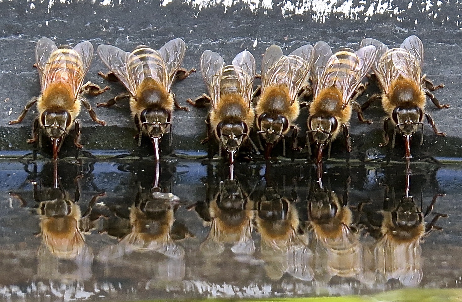 Honeybees drinking photo by Kathy Noteboom