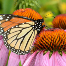 monarch on purple coneflower