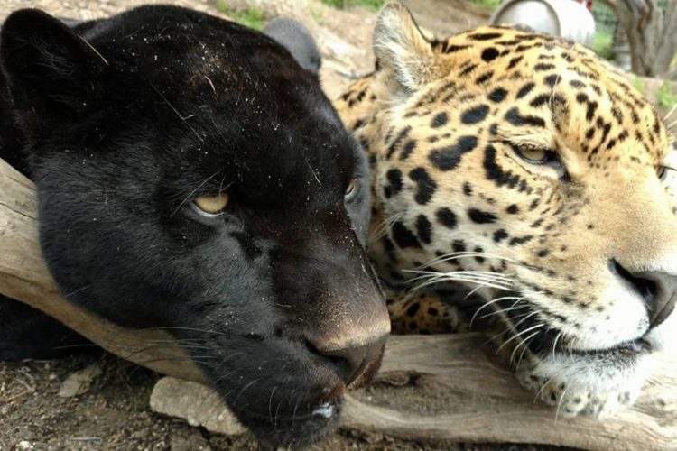melanistic (black) jaguar and sibling with normal coloring