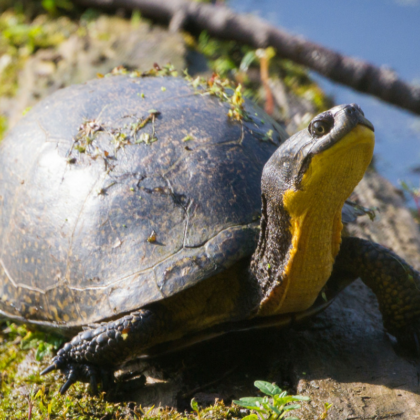 Turn the Tide for Turtles: Help Them Live to a Very Old Age • The ...