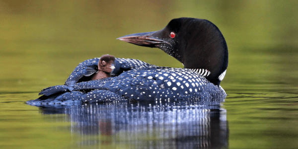 Help Stop Three Attacks on Clean Water - The National Wildlife ...