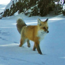 Sierra Nevada red fox