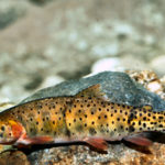 Colorado River cutthroat trout