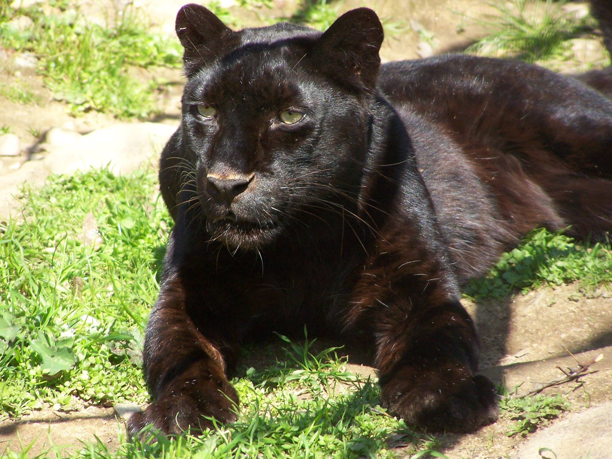 black puma cat