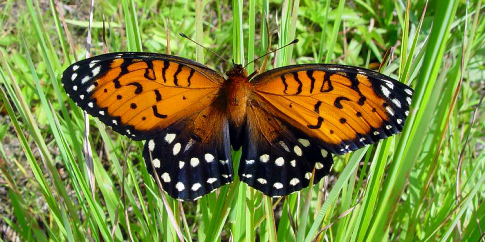 regal fritillary butterfly