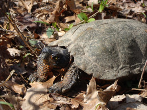 Turn the Tide for Turtles: Help Them Live to a Very Old Age - The ...