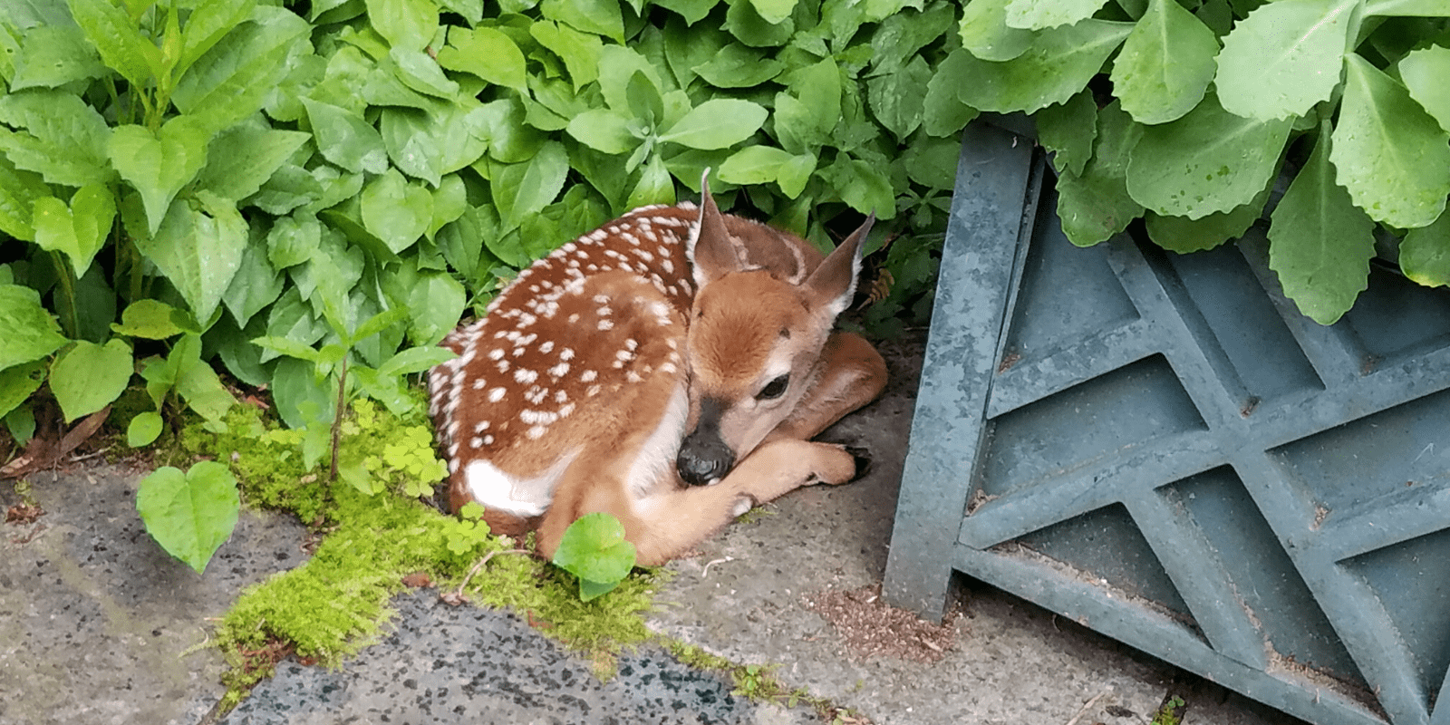 What To Do If You Find Baby Wildlife • The National Wildlife Federation Blog