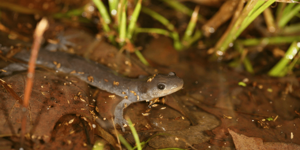 Jefferson salamander