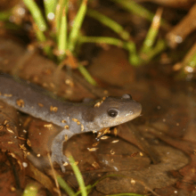 Jefferson salamander